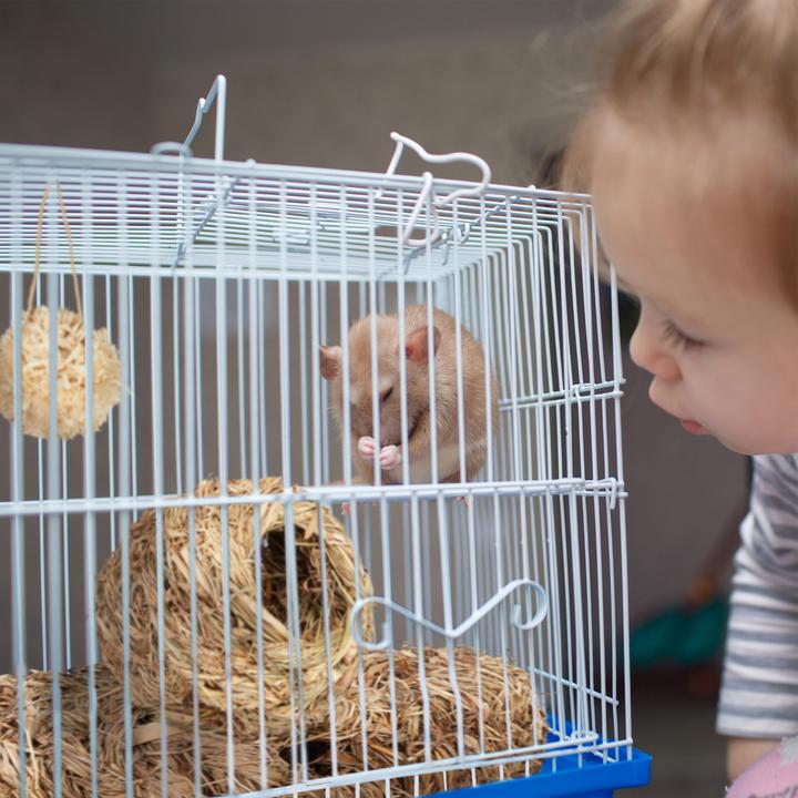 Image du produit Relaxdays Accessoires-hamster