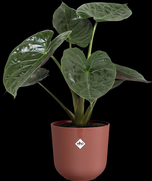 Image du produit Elho Jazz rond (29.50 cm)