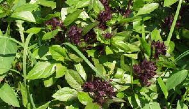 Actual product image Tropica Thai basil (Herb seeds)