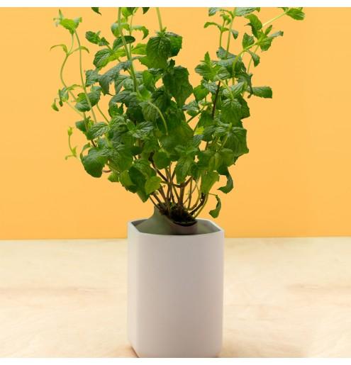 Immagine prodotto Prêt à Pousser Menta marocchina (Semi di erbe)