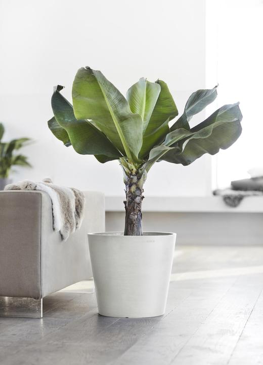 Image du produit Ecopots Amsterdam (20 cm)