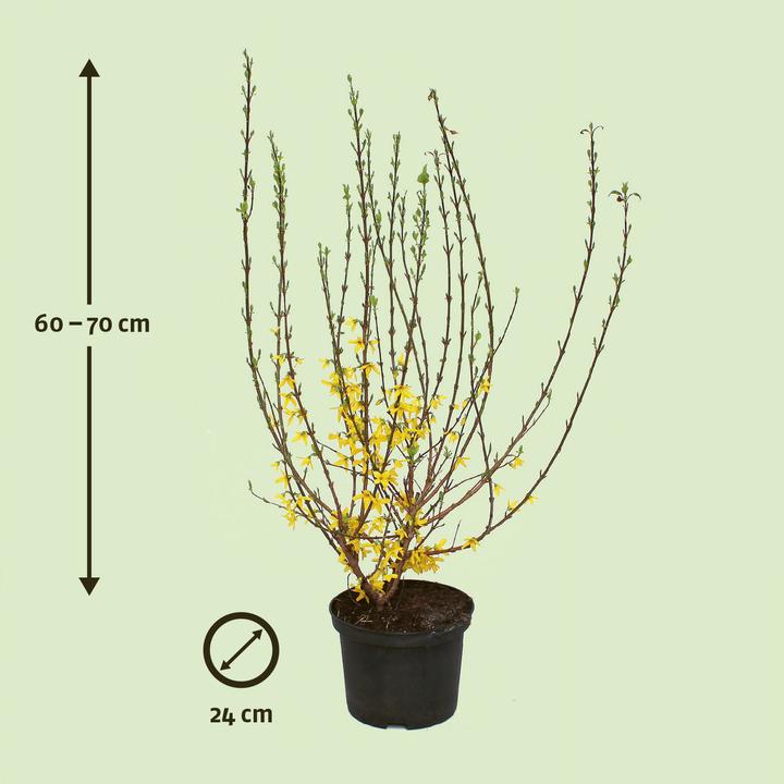 Actual product image Zulauf Forsythia (70 cm, Animal friendly)