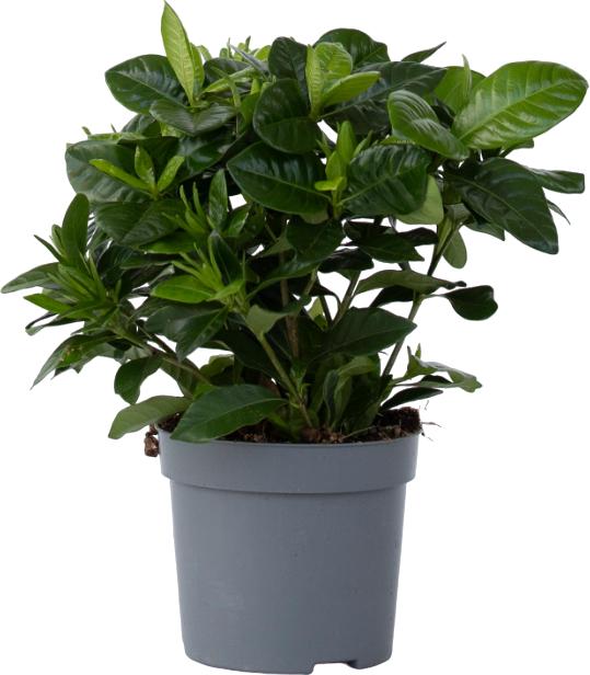 Plant in a Box Gardenia Jasminoides - Gartenien (30 cm)