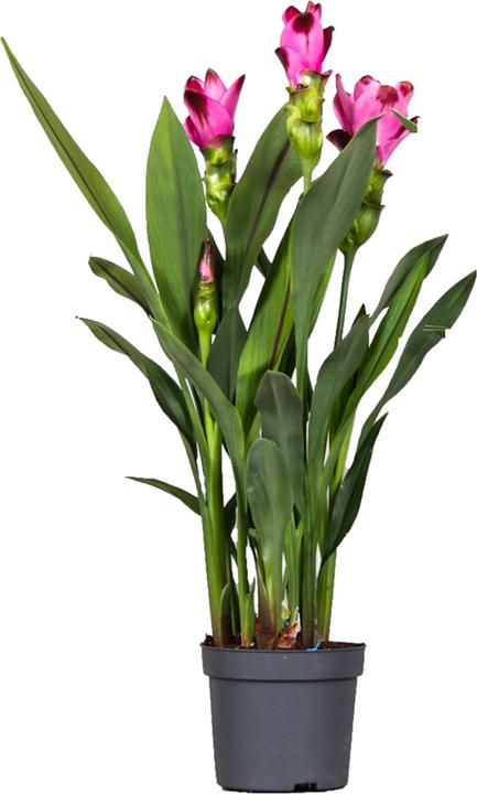 Produktbild Plant in a Box Curcuma alismatifolia 'Siam Splash' - Kurkumen (40 cm, Tierfreundlich)