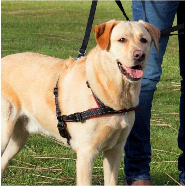 Actual product image Trixie Lead n Walk Training Harness M-L (M, L, Dog, General)