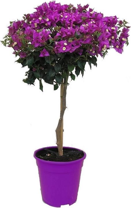 Plant in a Box Bougainvillea 'Alexandra' (50 cm)