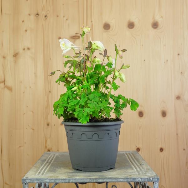 Image du produit Säntispracht Lot de 2, Ancolie commune, la joie annuelle du printemps - Aquilegia vulgaris White (50 cm)
