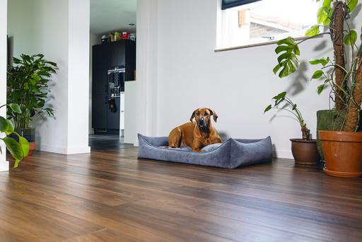 Image du produit Beeztees Veo (Chien)