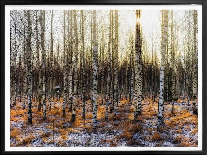Produktbild Trenddeko Sonnenschein im Birkenwald (100 x 80 cm)