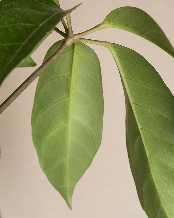 Produktbild feey Schefflera amate (105 cm, Frisch umgetopft)