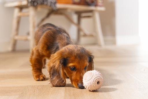 Produktbild Beeztees Puppy Dental Ball (Kauspielzeug Hund)