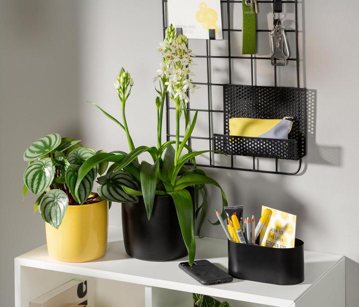 Produktbild Scheurich Blumentopf Ebano 16 cm, Schwarz (17.60 cm)