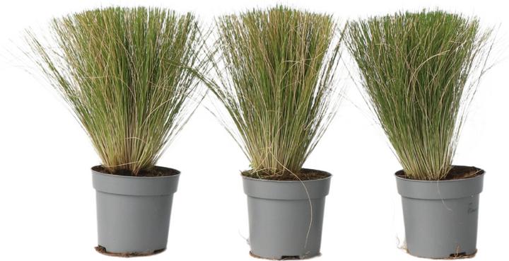 Immagine prodotto Plant in a Box Stipa tenuifolia 'Pony Tails' - Set di 3 erbe piumate ornamentali (20 cm)