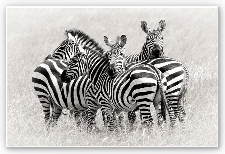 Image du produit Trenddeko Trubitsyn - Zèbres dans la savane (30 x 20 cm)