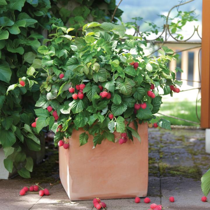 Image du produit Plant in a Box Rubus ideaus 'Autumn Bliss' - 3er Set Himbeerpflanzen (25 cm)