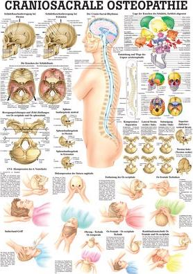 Immagine prodotto Ruediger RÜDIGER Mini Poster Craniosacrale Osteopatia 23 x 33 it (23 x 33 cm)