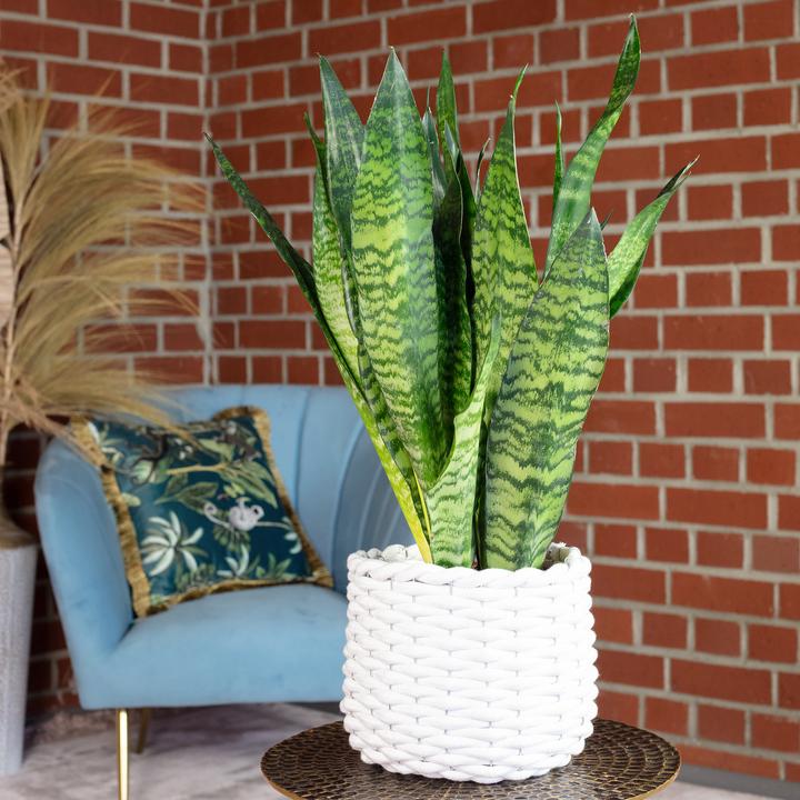 Actual product image Flowerbox Snake plant - height ca. 65 cm, pot-Ø 17 cm - Sansevieria zeylanica (65 cm)