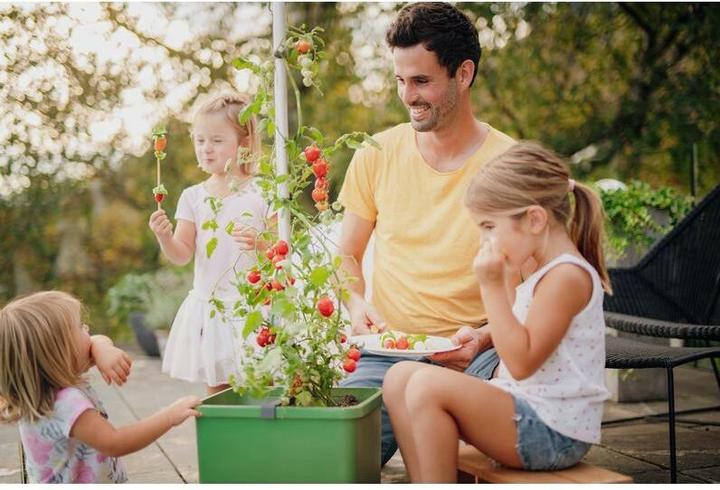 Image du produit Gusta Garden Tom Tomato (35 cm)