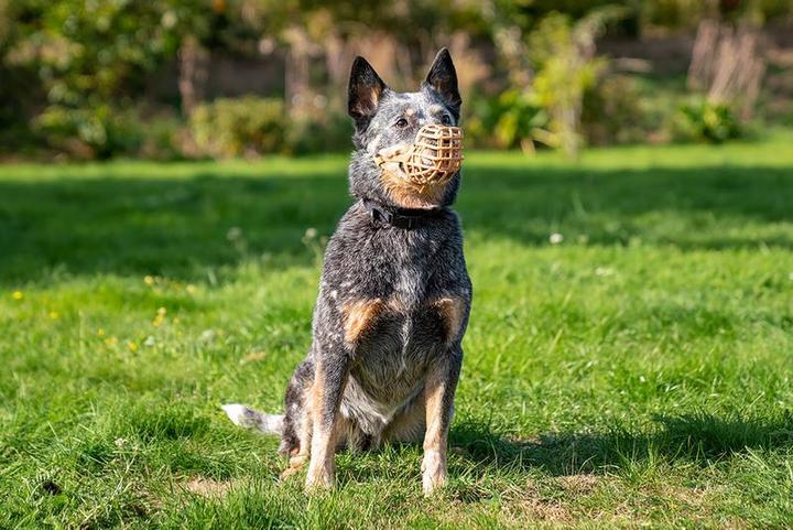 Actual product image Company of Animals Classic muzzle Baskerville (Dog)