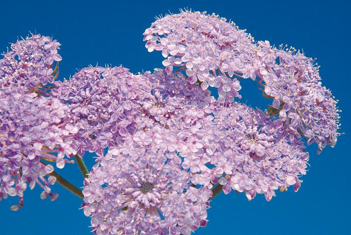 Produktbild Zollinger Bio Blaudolde, Himmelblau (einjährig) (Blumensamen)