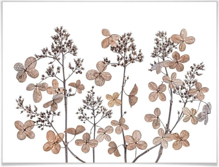 Immagine prodotto Trenddeko Fiori secchi (80 x 60 cm)
