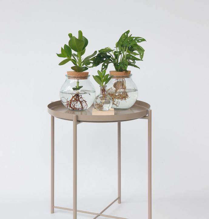 Actual product image Plant in a Box Monstera Adansonii 'Monkey Mask' - Window Leaf in Glass (35 cm)