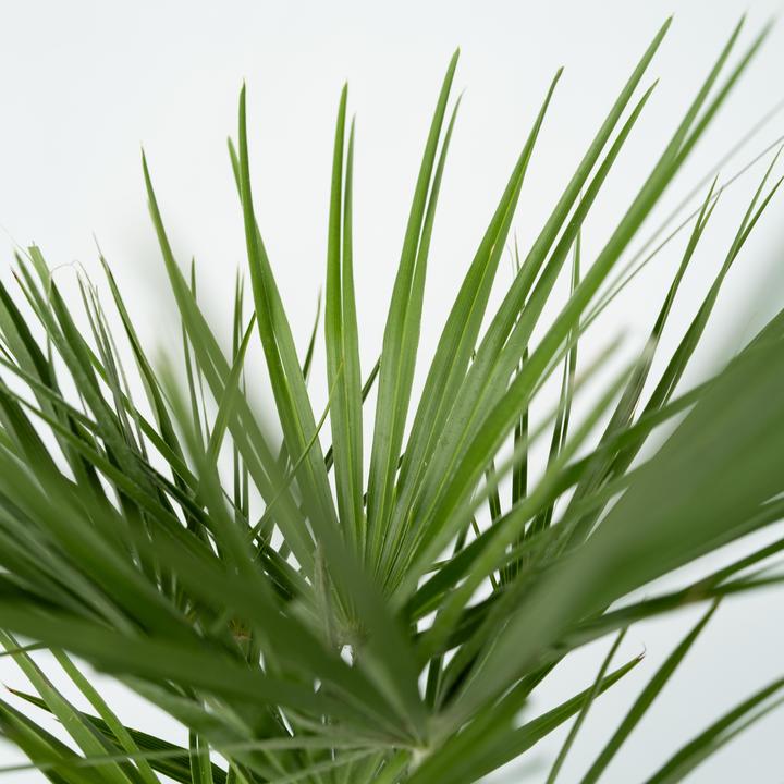 Image du produit Plant in a Box Chamaerops Humilis - Palmier nain (80 cm)