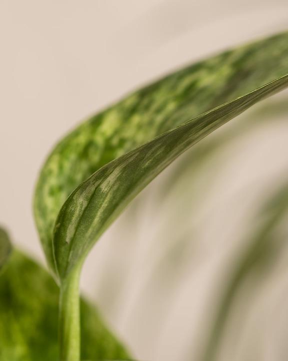 Immagine prodotto feey Efeutute Marble Queen (25 cm, Appena rinvasata)