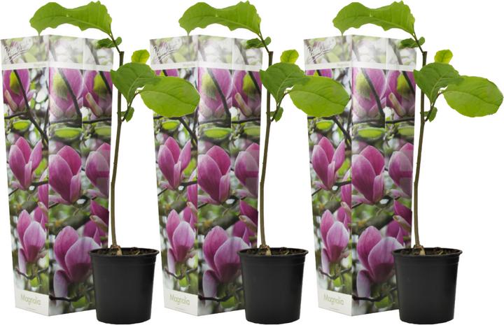 Image du produit Plant in a Box Magnolia Susan - Set de 3 Magnolias (25 cm)