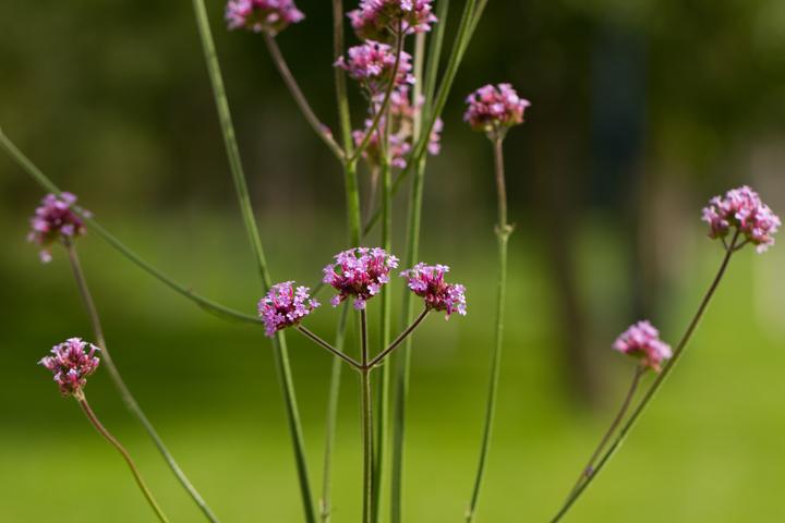 Immagine prodotto Zollinger Bio Verbena della Patagonia (verbena argentina) (Semi di piante)