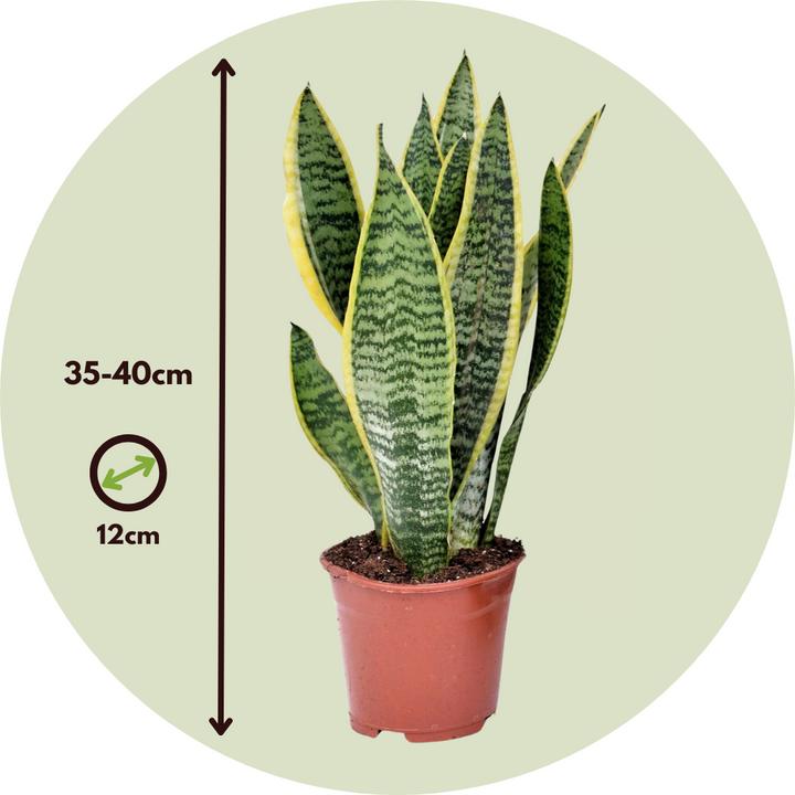 Produktbild Plant in a Box Sansevieria trifasciata 'Futura Superba' - Bogenhanf (35 cm)