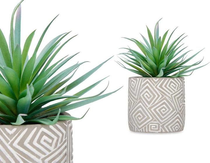 Produktbild Ibergarden Zimmerpflanze (21 cm)