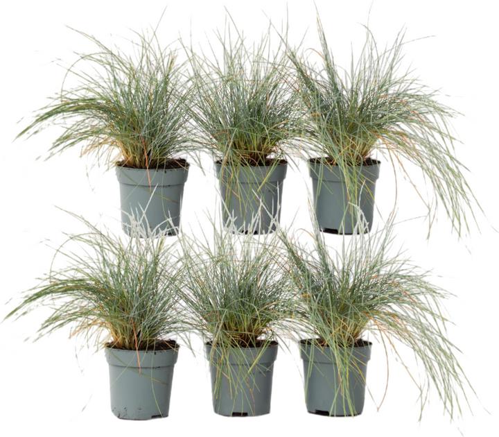 Immagine prodotto Plant in a Box Festuca glauca 'Elijah Blue' - Set di 6 Festuca blu-verde (10 cm)
