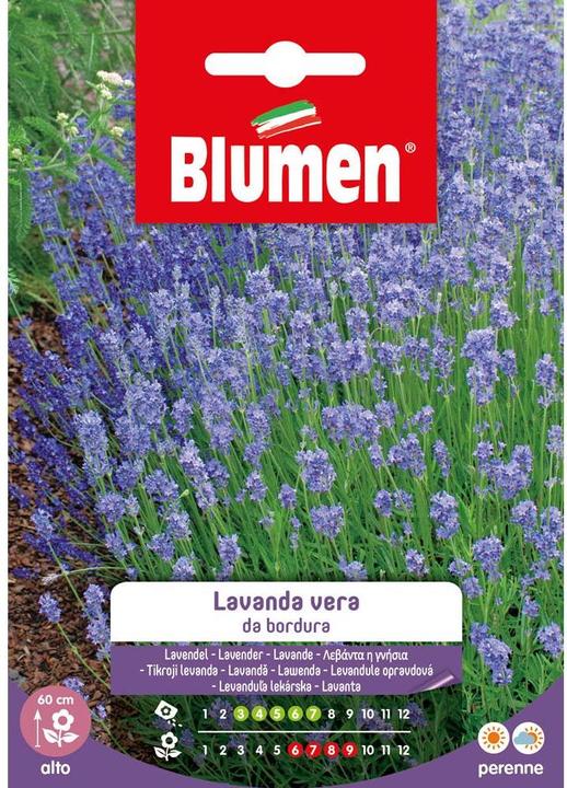Produktbild Blumen Saatgut Lavendel (Pflanzensamen)