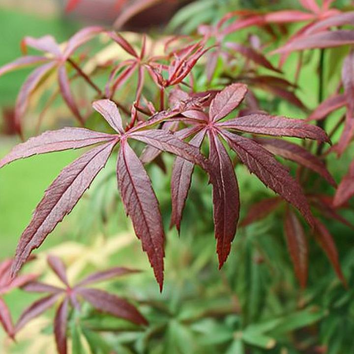 Immagine prodotto Plant in a Box Acer palmatum 'Starfish' - Acero (60 cm)
