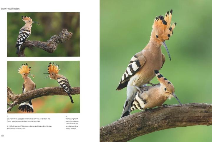 Immagine prodotto Die magische Welt unserer Vögel (Tedesco, Matthias Futterer, Hannes Bonzheim, 2022)