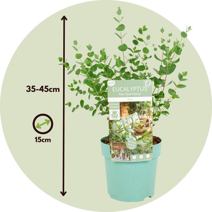 Immagine prodotto Plant in a Box Eucalyptus parvifolia 'Oliva' - 2er Set Eukalyptus (35 cm)