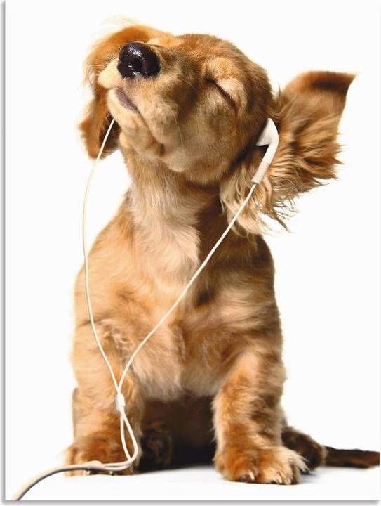 Produktbild Artland Junger Hund hört Musik über Kopfhörer T5QE (60 x 80 cm)