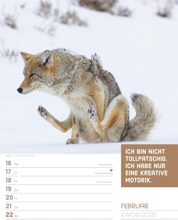 Produktbild Tierisch! Sprüchekalender - Wochenplaner Kalender 2026 (25 x 33 cm, Deutsch)
