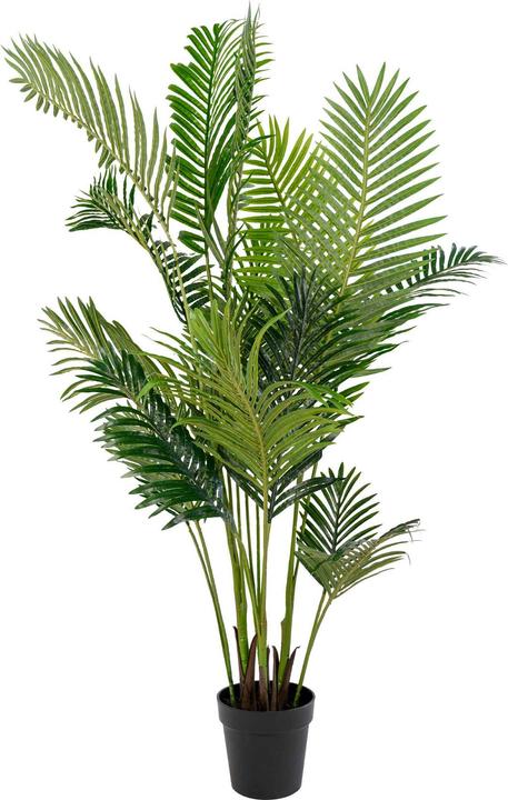House Nordic Areca (175 cm)