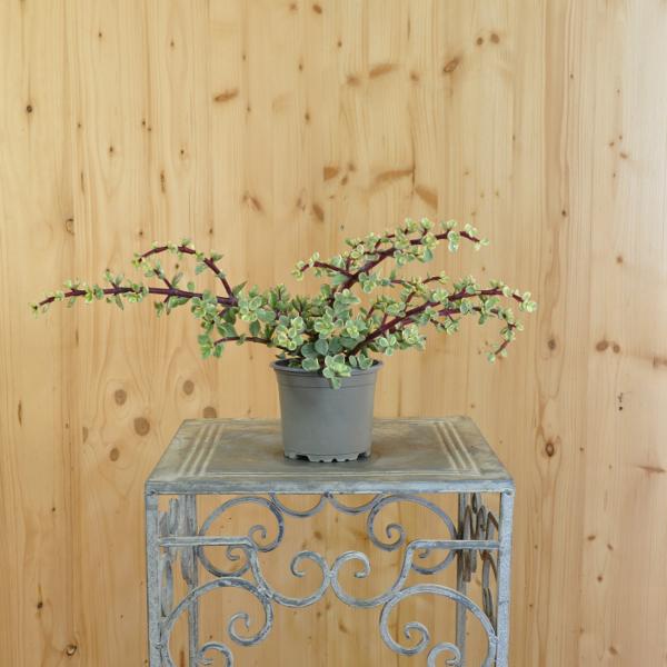 Immagine prodotto Säntispracht L'albero della pancetta variegata - Portulacaria afra Variegata (80 cm)