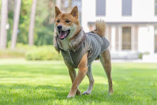 Immagine prodotto Designed by Lotte Cappotto per cani Philos (XXXL, Cappotto per cani)