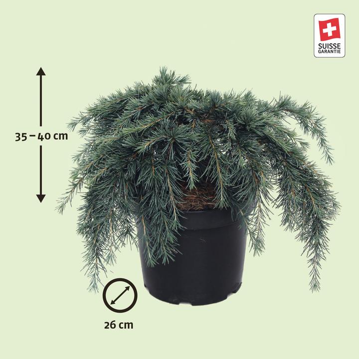 Immagine prodotto Zulauf Zwerg-Himalaja-Zeder / Cedrus deo. 'Feelin' Blue' (40 cm)