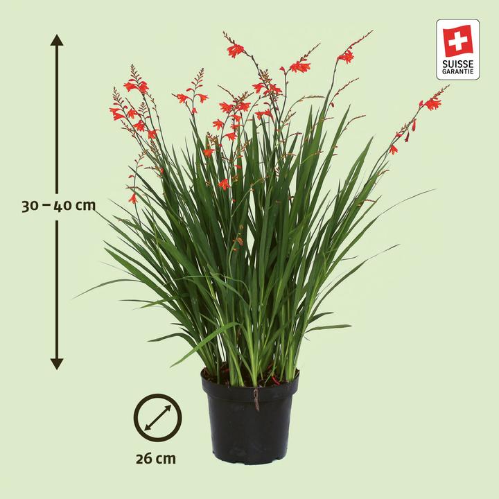 Produktbild Zulauf Crocosmia croc.(x) 'Red King' / Monbretie 'Red King' (30 cm)