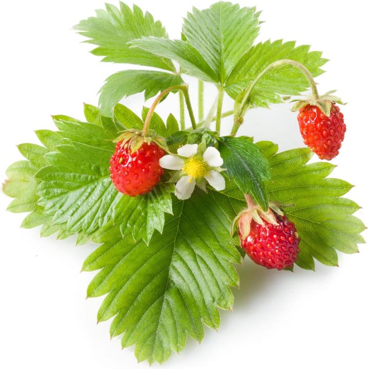 Produktbild Click and Grow Wild Strawberry (Gemüsesamen)