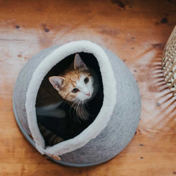 Image du produit Hunter Chat de la grotte Skive (Chien)