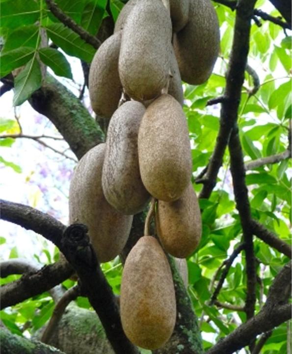 Immagine prodotto Tropica Albero delle salsicce di fegato Kigelia Africana syn.K. Pinnata (Semi di piante)