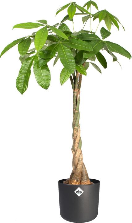Actual product image Elho b.for soft (16 cm)