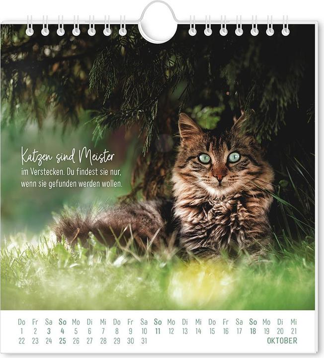Postkartenkalender 2026 Auf leisen Pfot