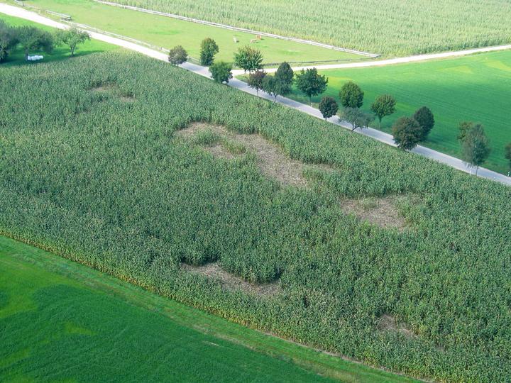 Produktbild Kerbl WildNet Wildschweinabwehrnetz Länge: 50 m